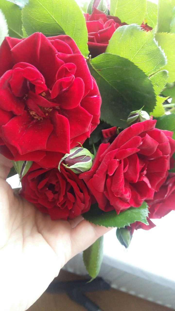 Roses