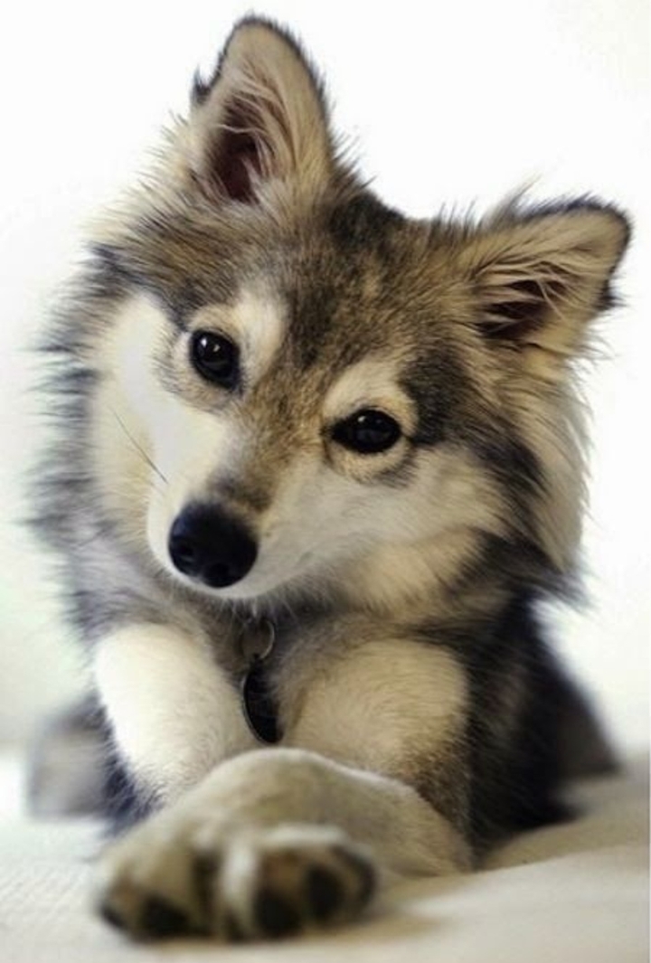 Siberian