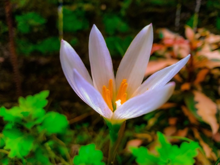 Lily