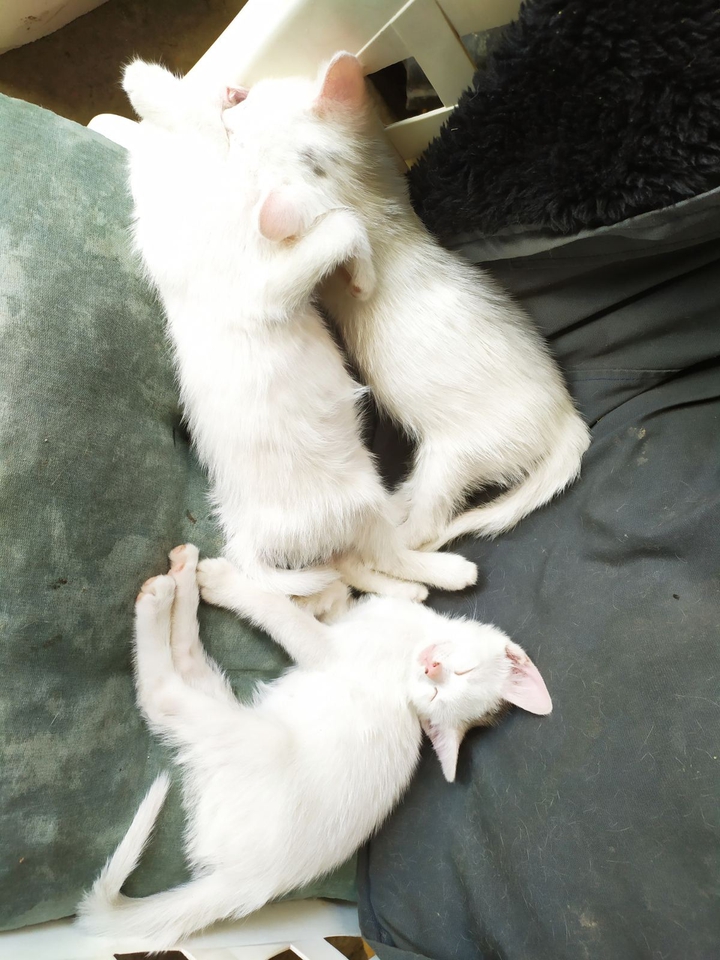 Three little cat