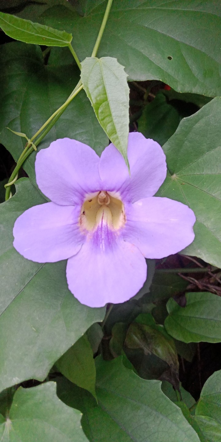 Morning Bloomer