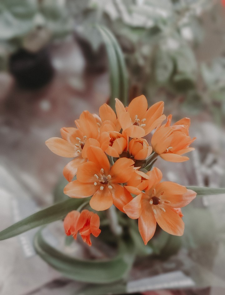 Ornithogalum