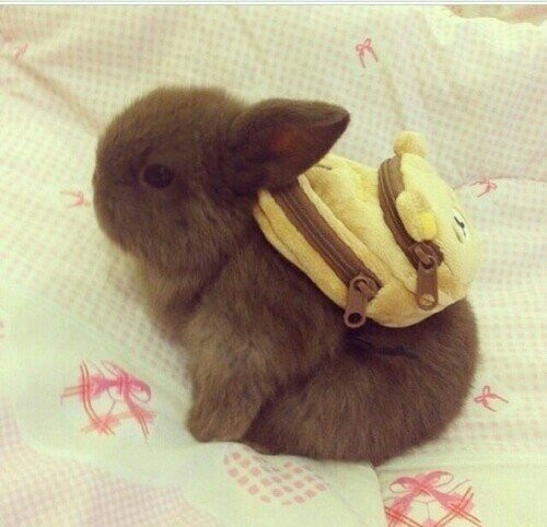 rabbit go in school