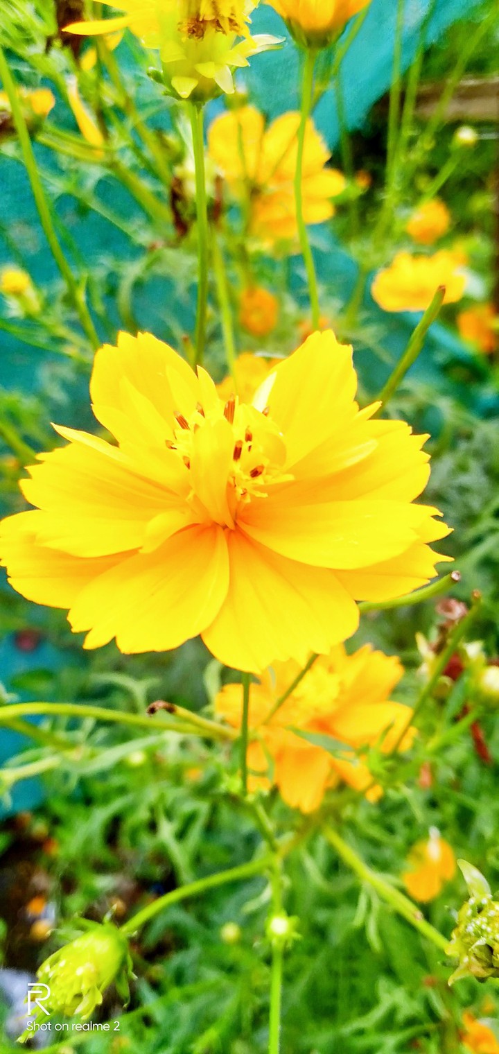 flowers