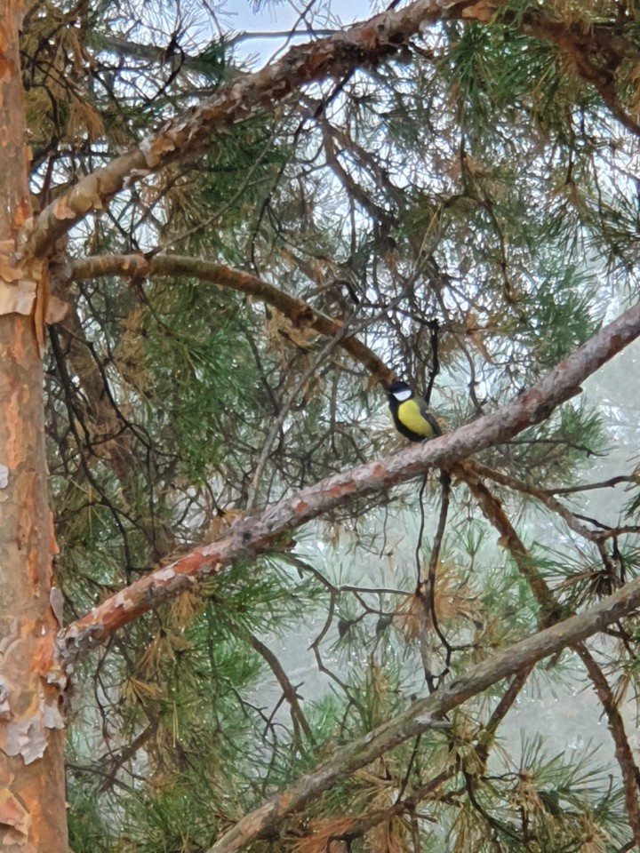 лес