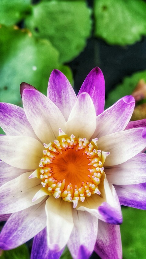 lotus