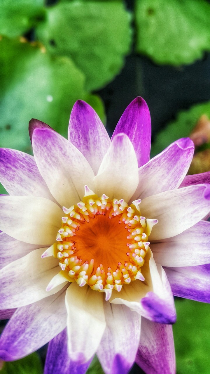 lotus