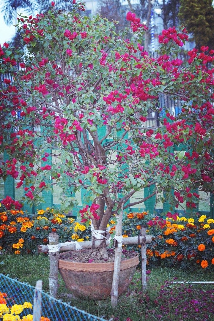 Spring flowers