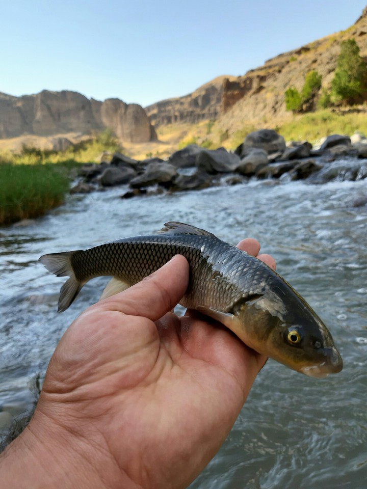 fish