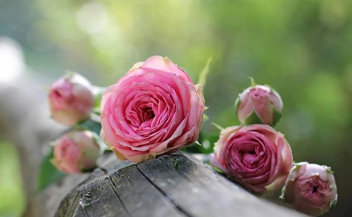 roses