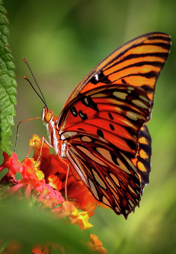 butterfly