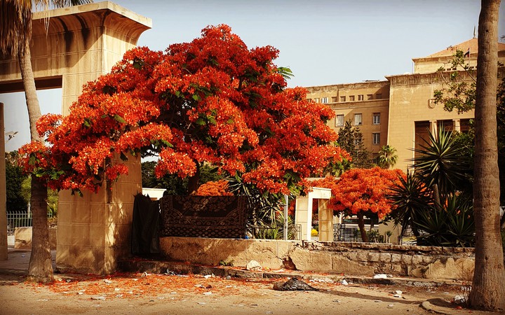 red tree