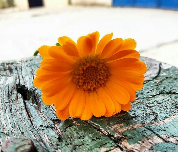 love flower