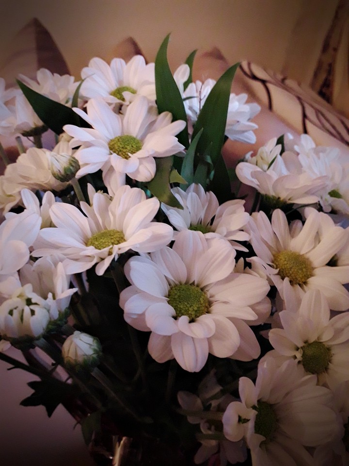 daisy