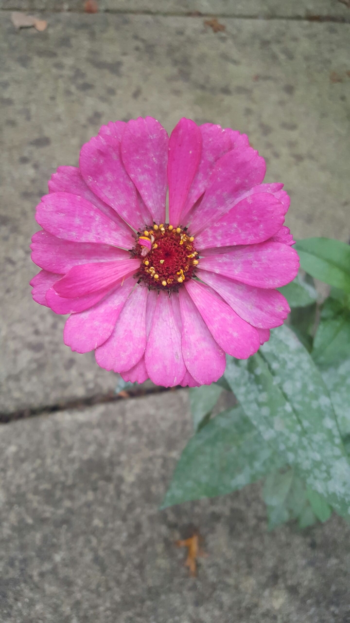 Pink Flower