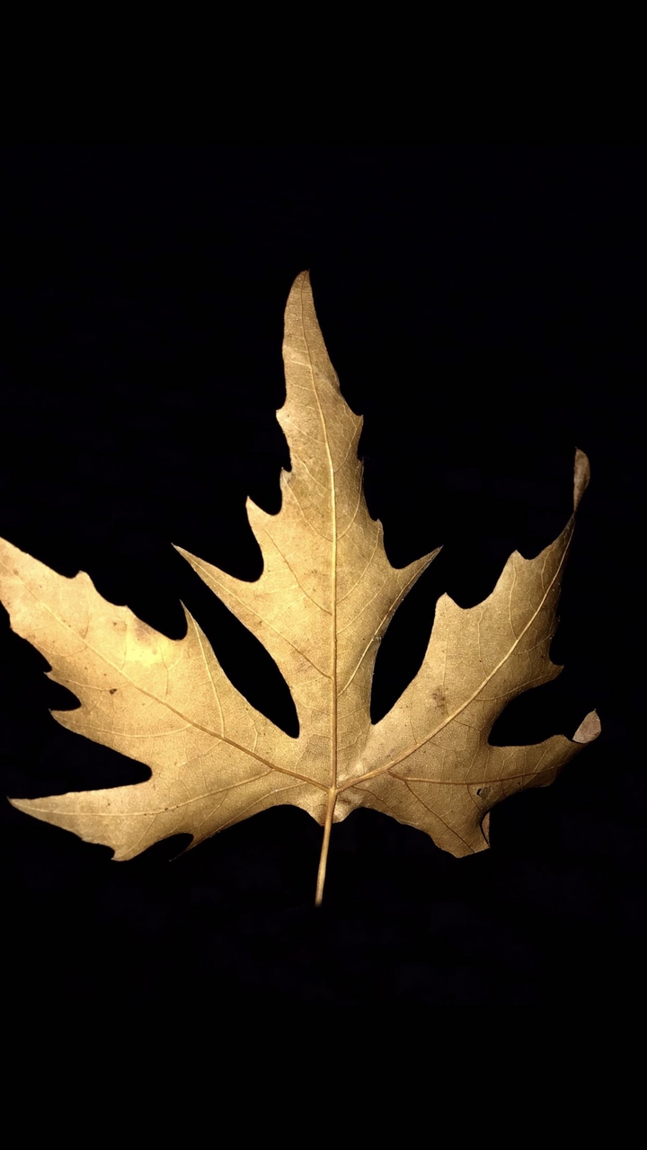 Leaf
