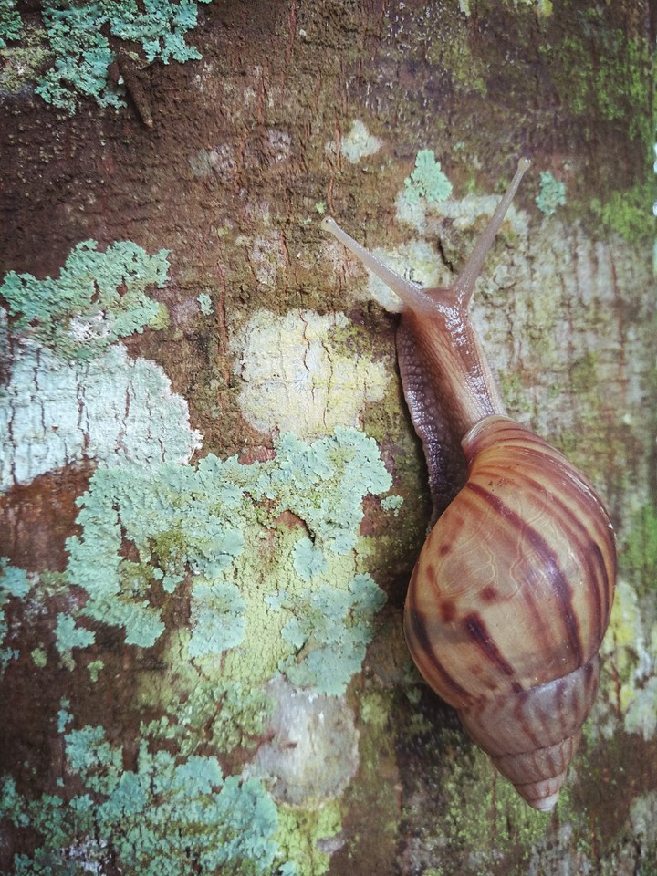 #snail