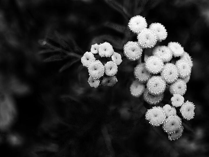 flower....✨