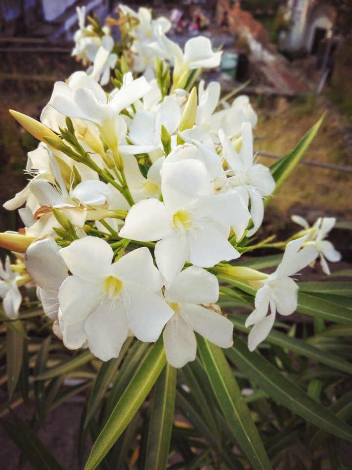 white flowers