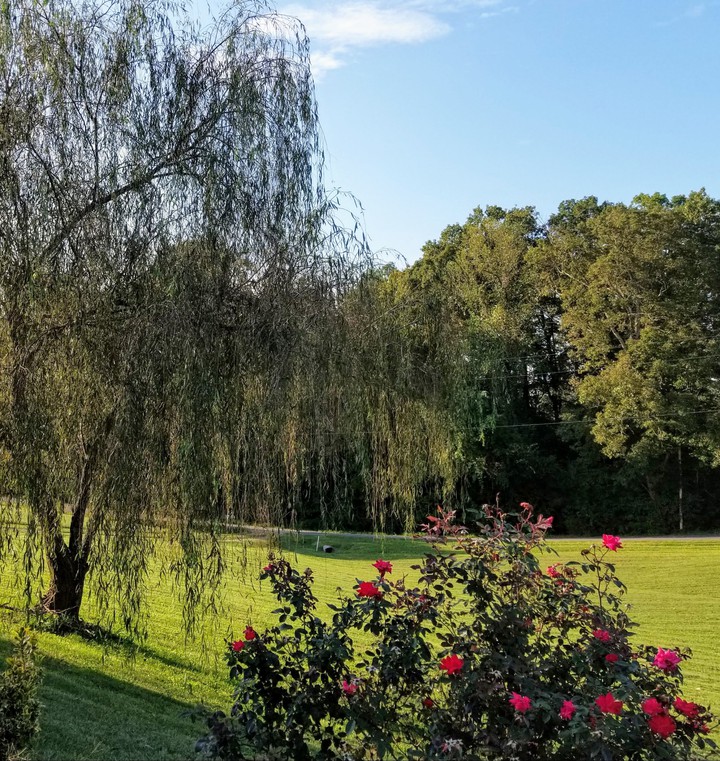 Willow and roses