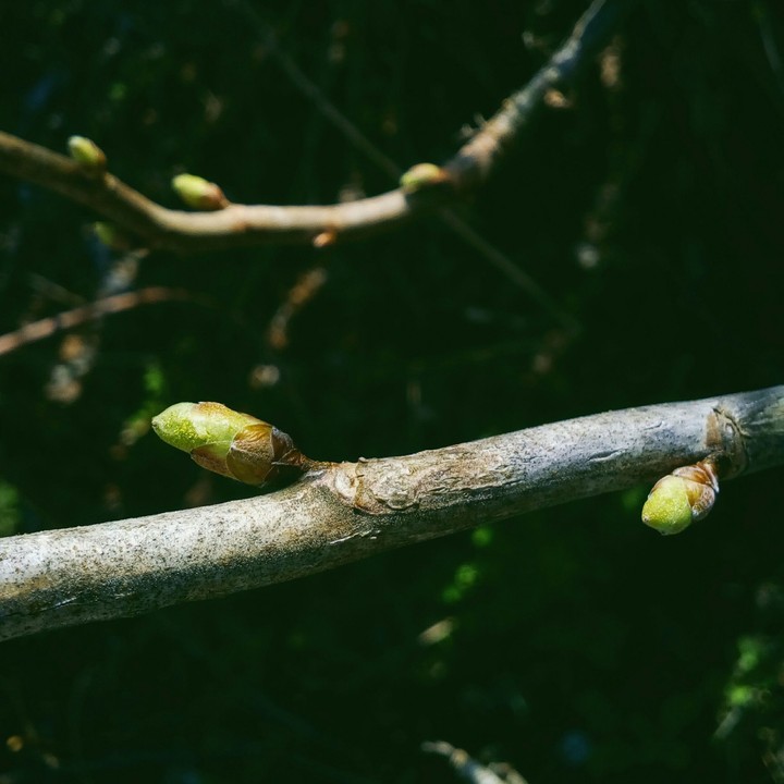 Spring