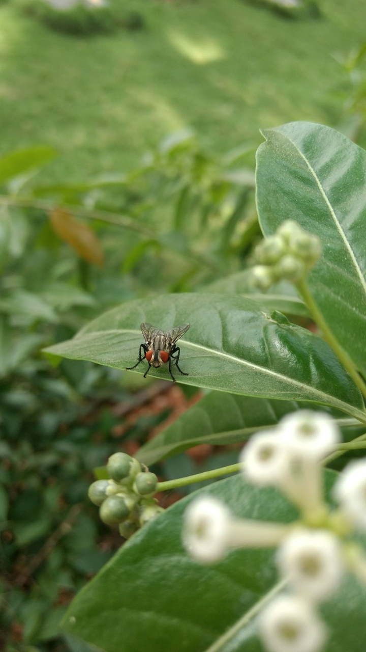 fly