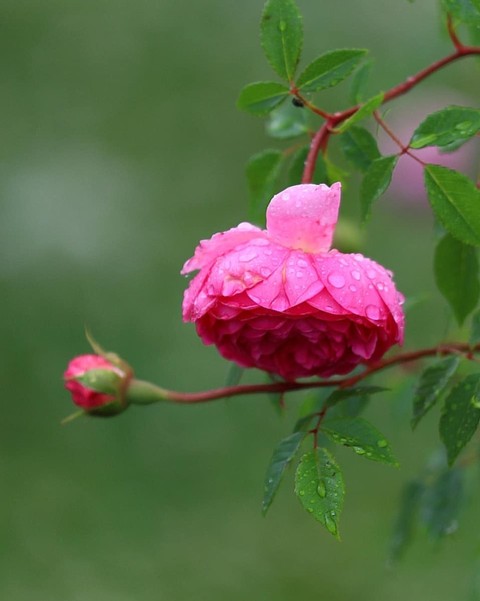 Roses