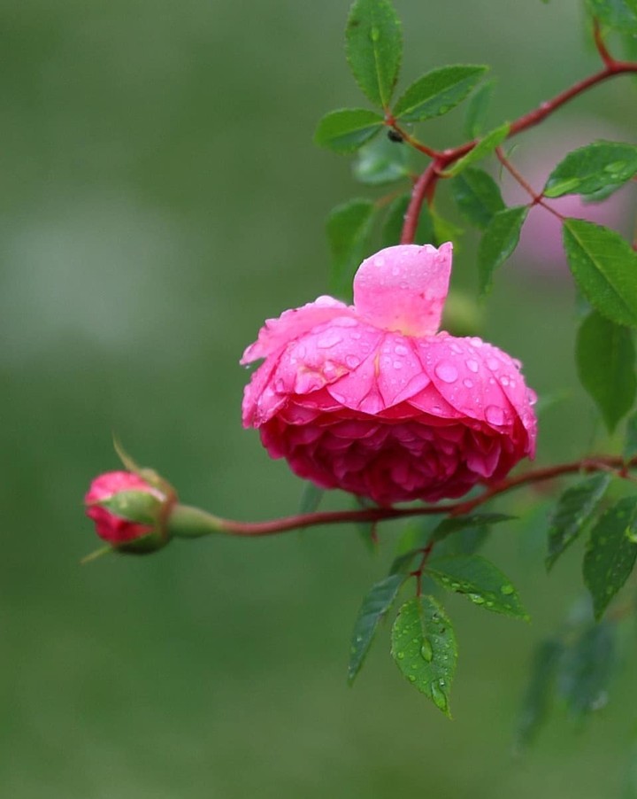 Roses