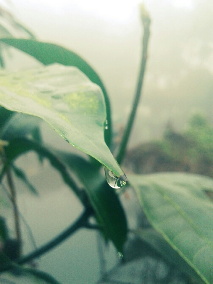 Dew Falling from Leaf