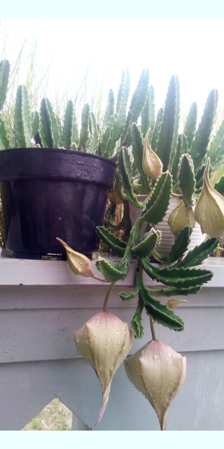 succulent