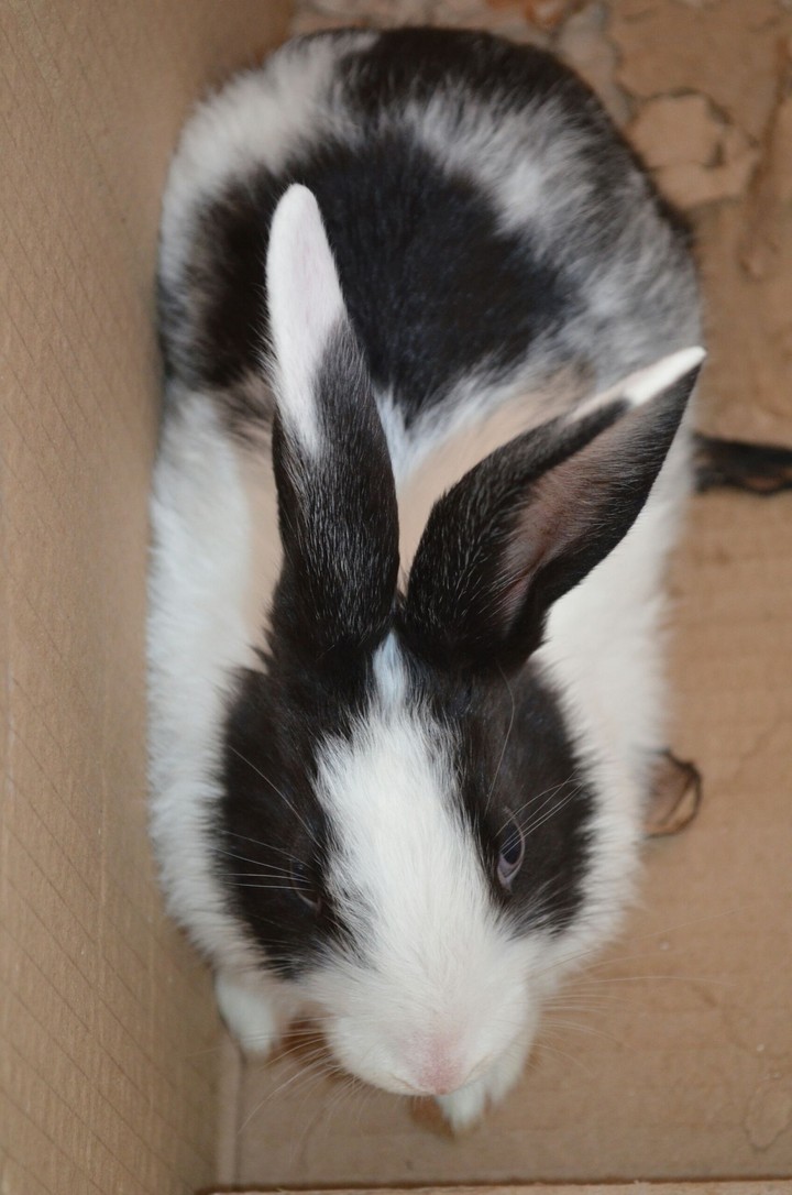 Rabbit