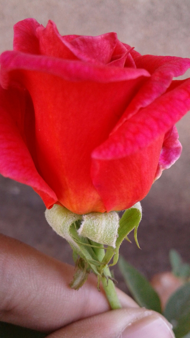 pink red orange....tricolor rose