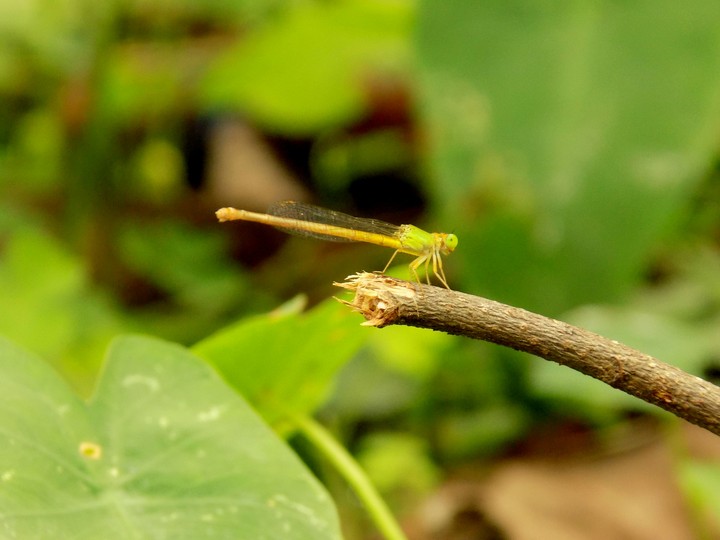 Grasshopper