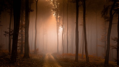 wood, mist háttérképek