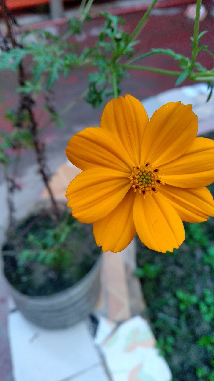 pottedplant