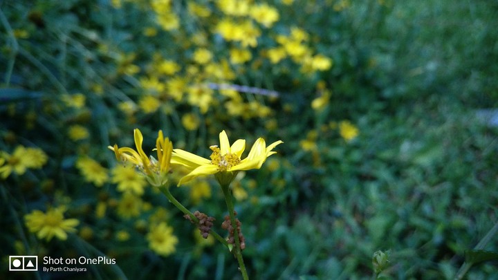 flower