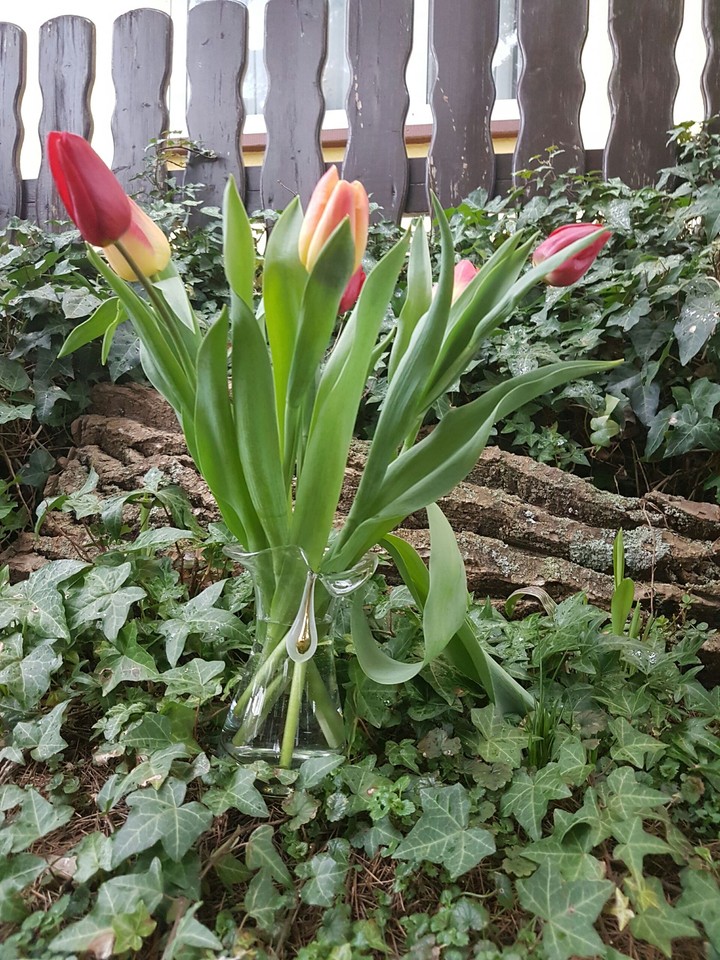 Tulpen im Garten