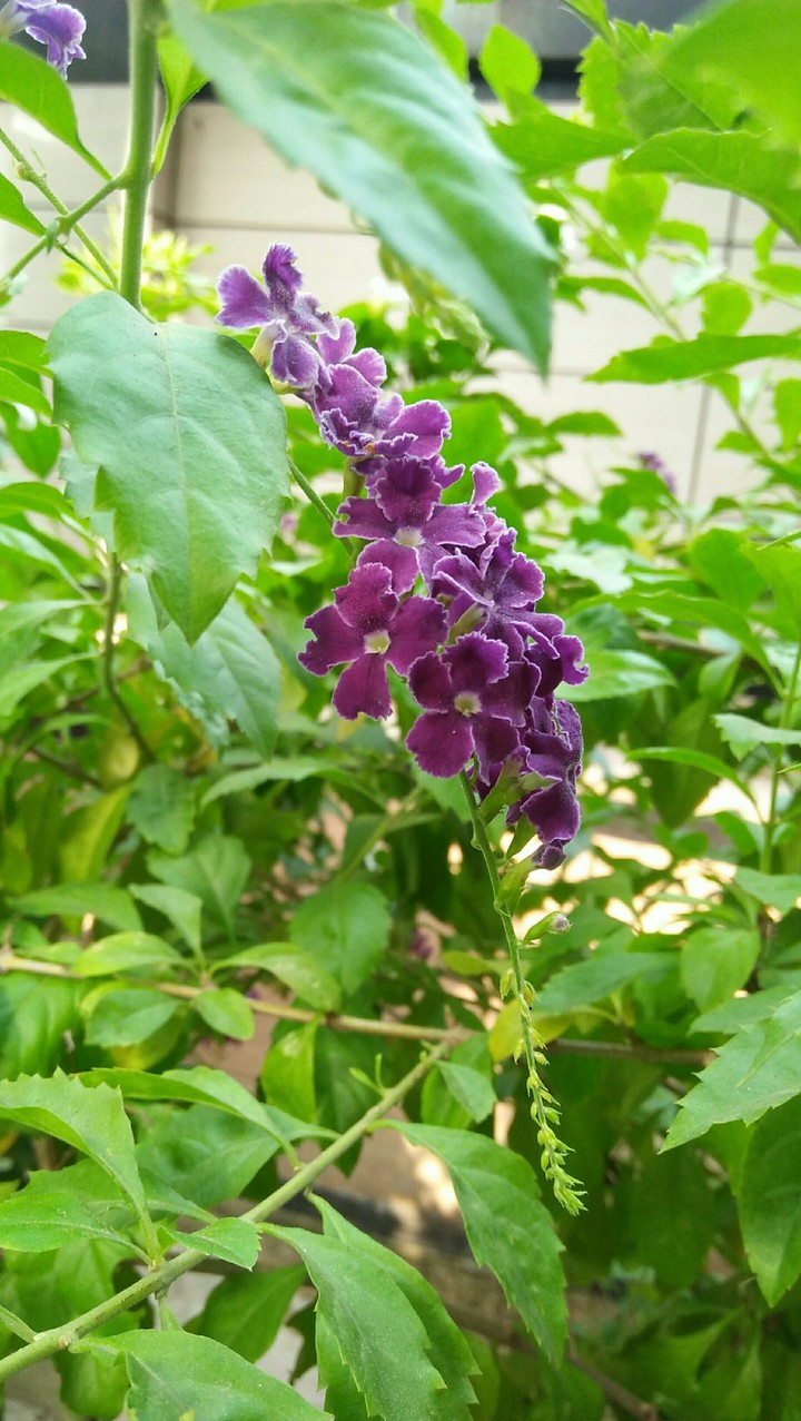 Purple Flower