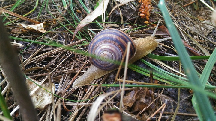 Snail