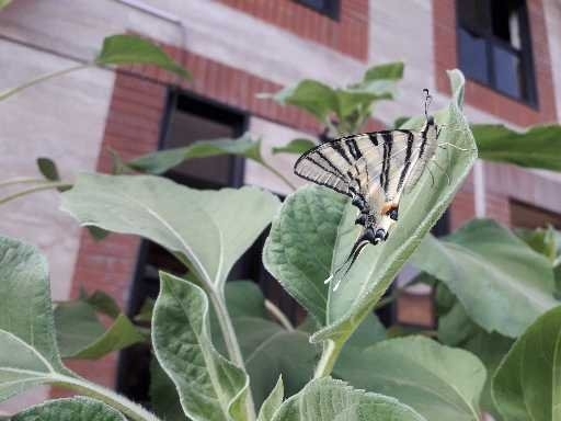 fly