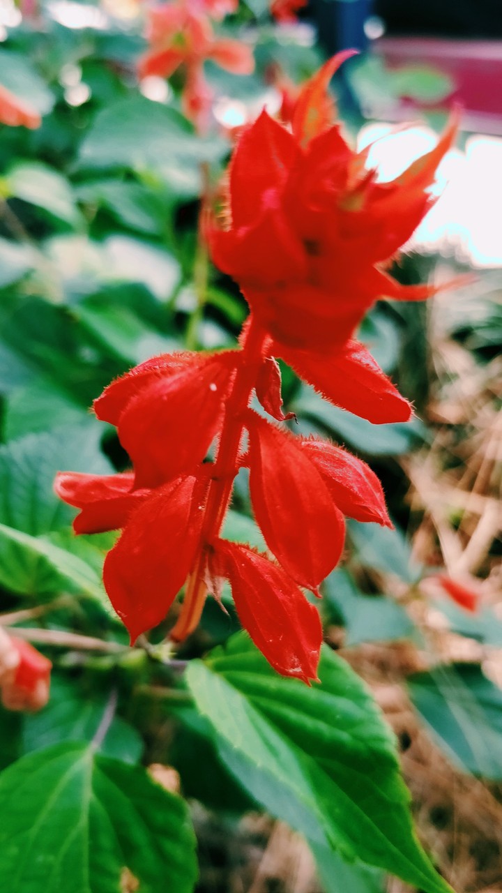 red