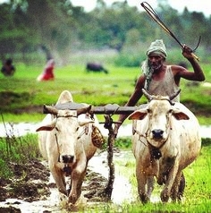 Farmer