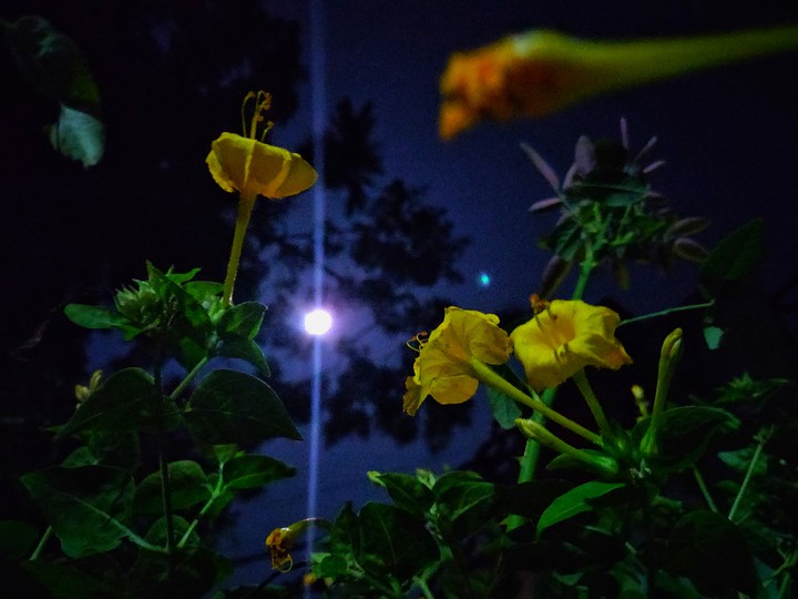 Moon flowers!