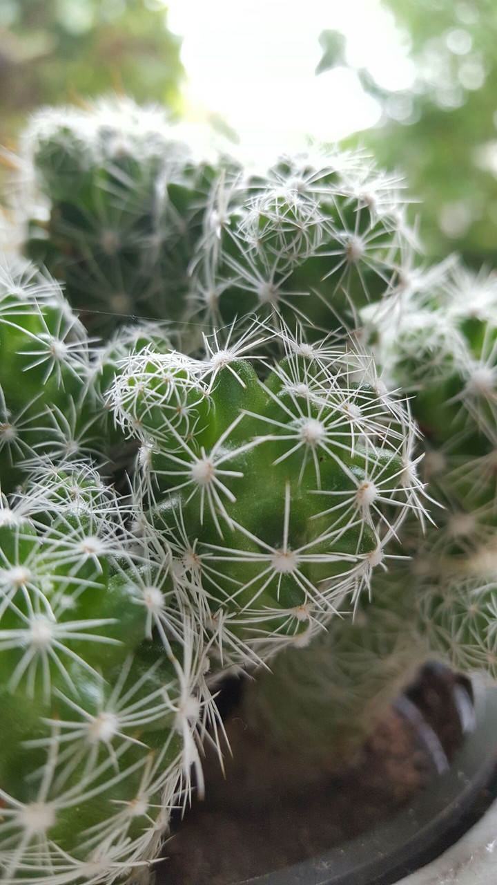 cactus