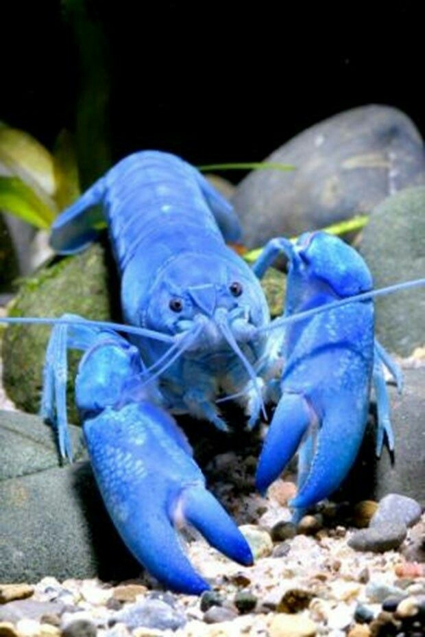 animais raros