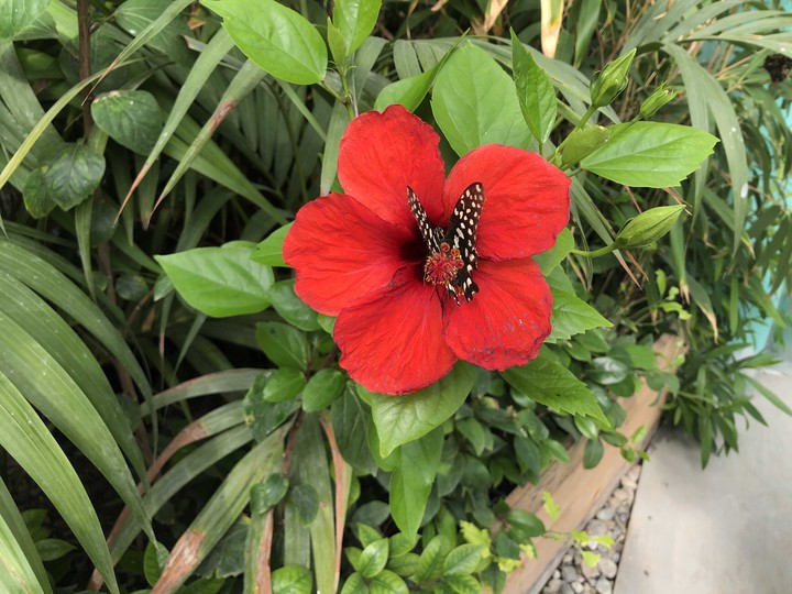 butterfly