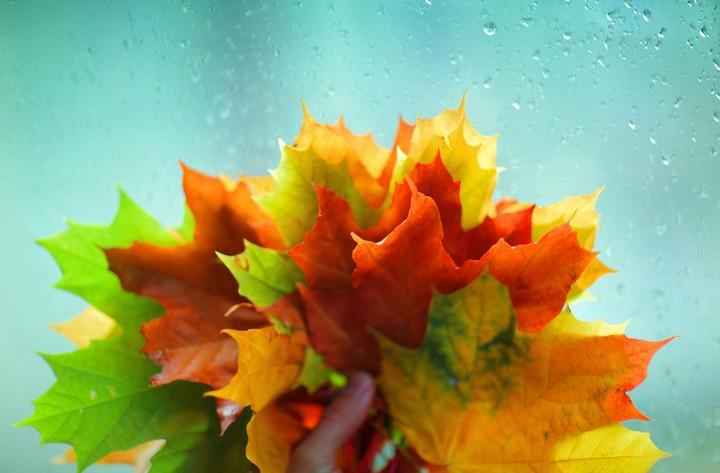 Colour full leaves :-)