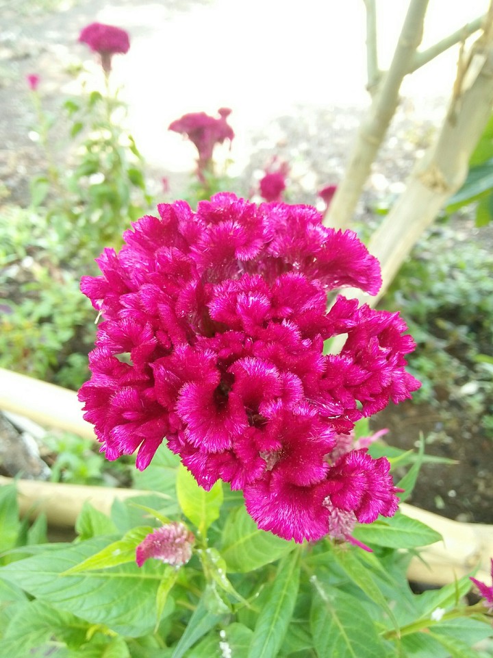 pink flower