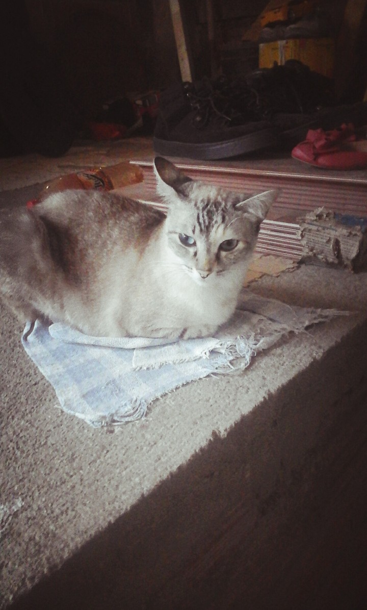 minha sagua