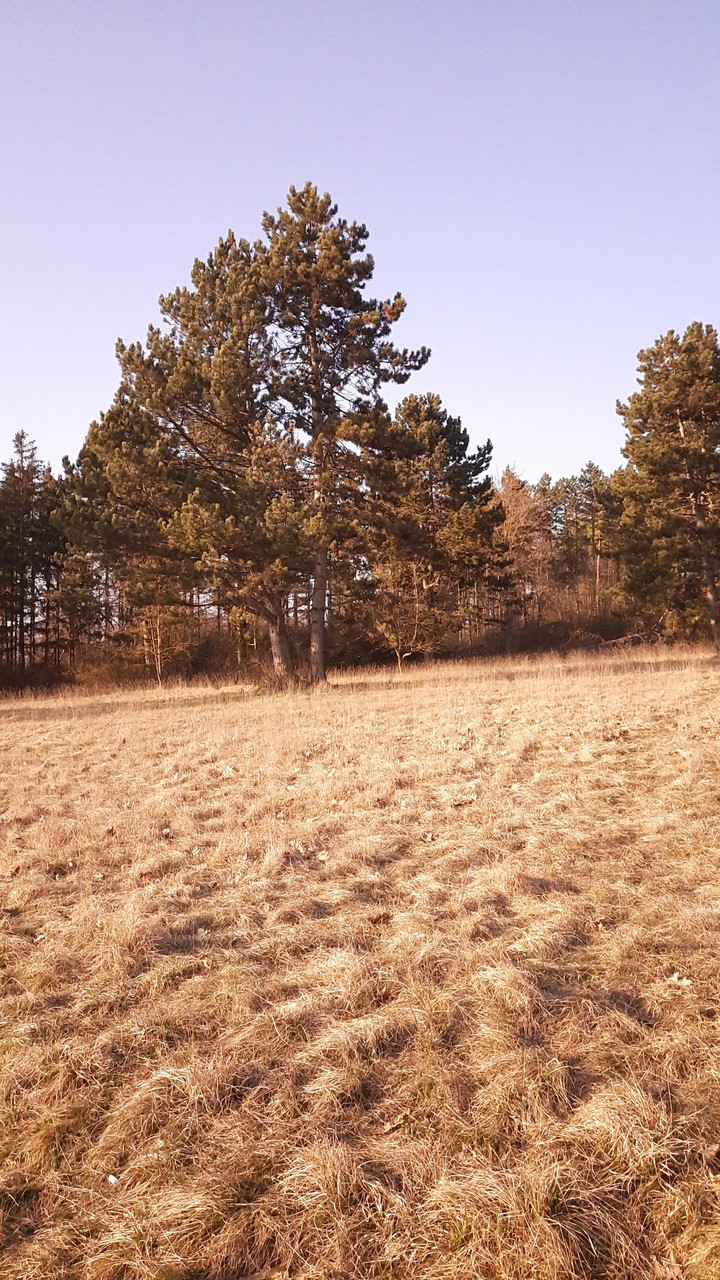 tree